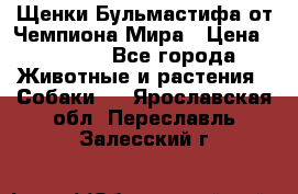 Щенки Бульмастифа от Чемпиона Мира › Цена ­ 1 000 - Все города Животные и растения » Собаки   . Ярославская обл.,Переславль-Залесский г.